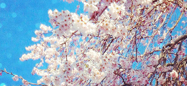 富士見町は桜が見頃です！（2014年GW）