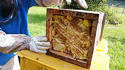 ニホンミツバチの採蜜作業