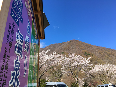 富士見町にも桜前線が到着！（2017年）