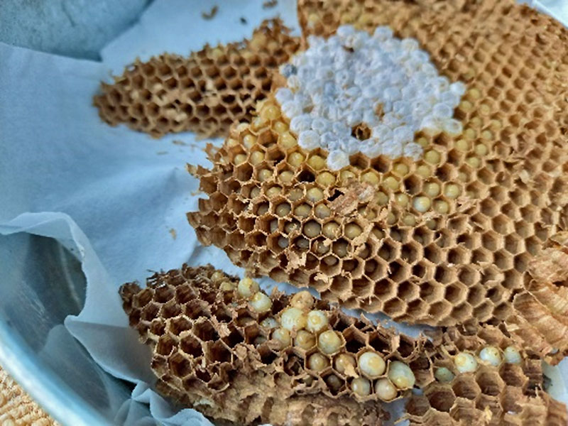 「蜂追い」の実態に迫る！！！