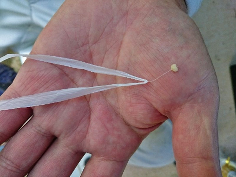 「蜂追い」の実態に迫る！！！