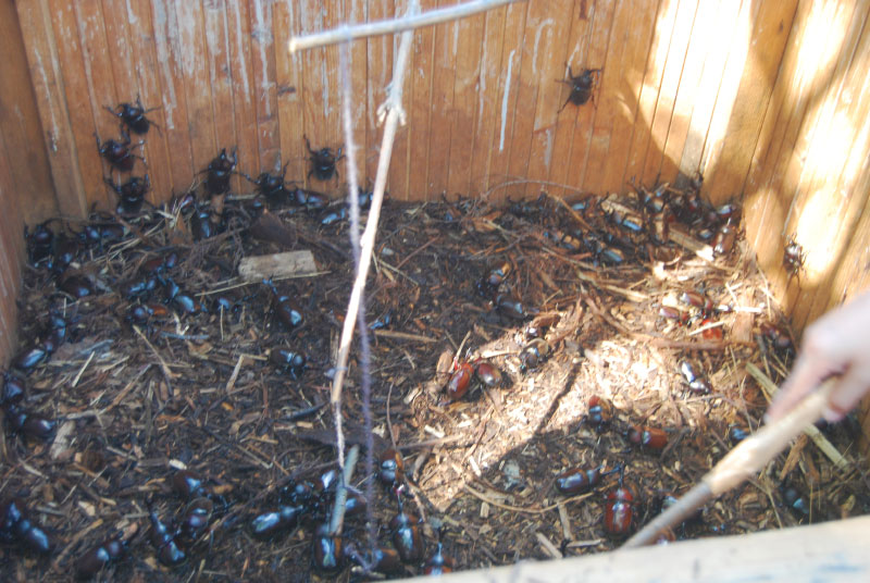 第42回 富士見OKKOH が開催されました(2025)