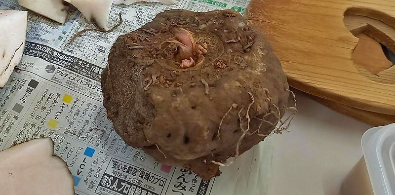 肝っ玉母ちゃんたちの「料理実習会」～こんやく作り～