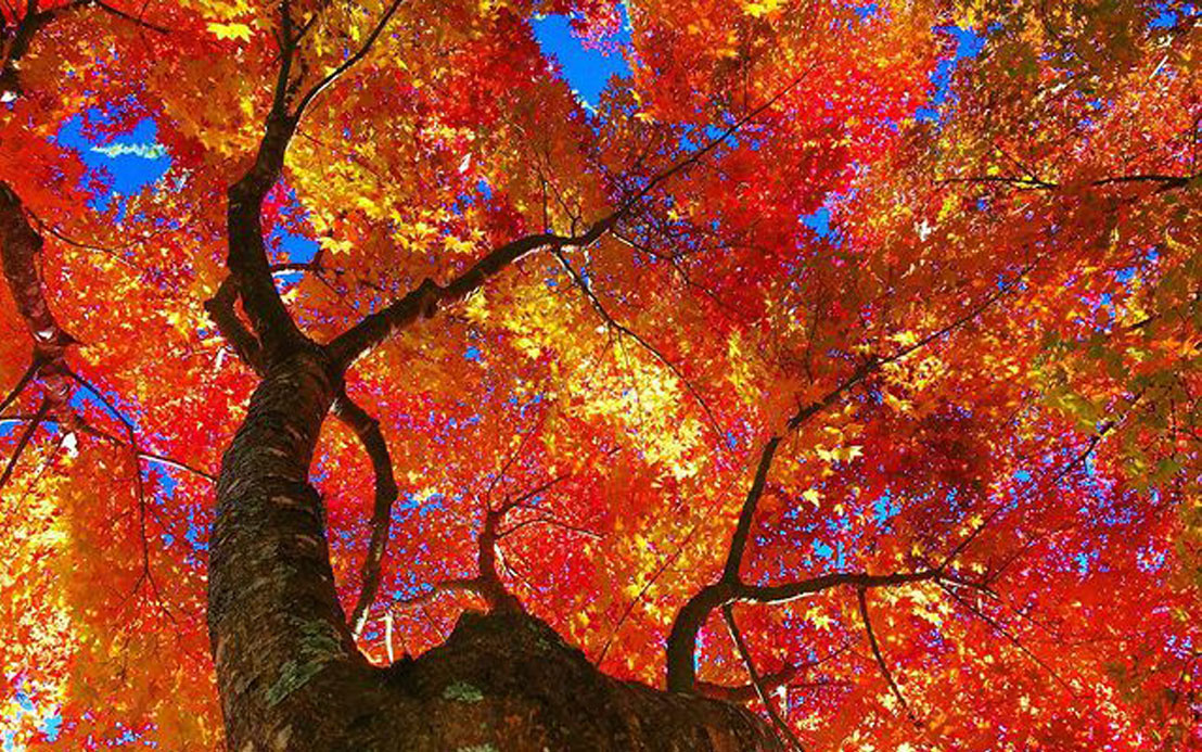 今週のピックアップ（2021.11.8～）