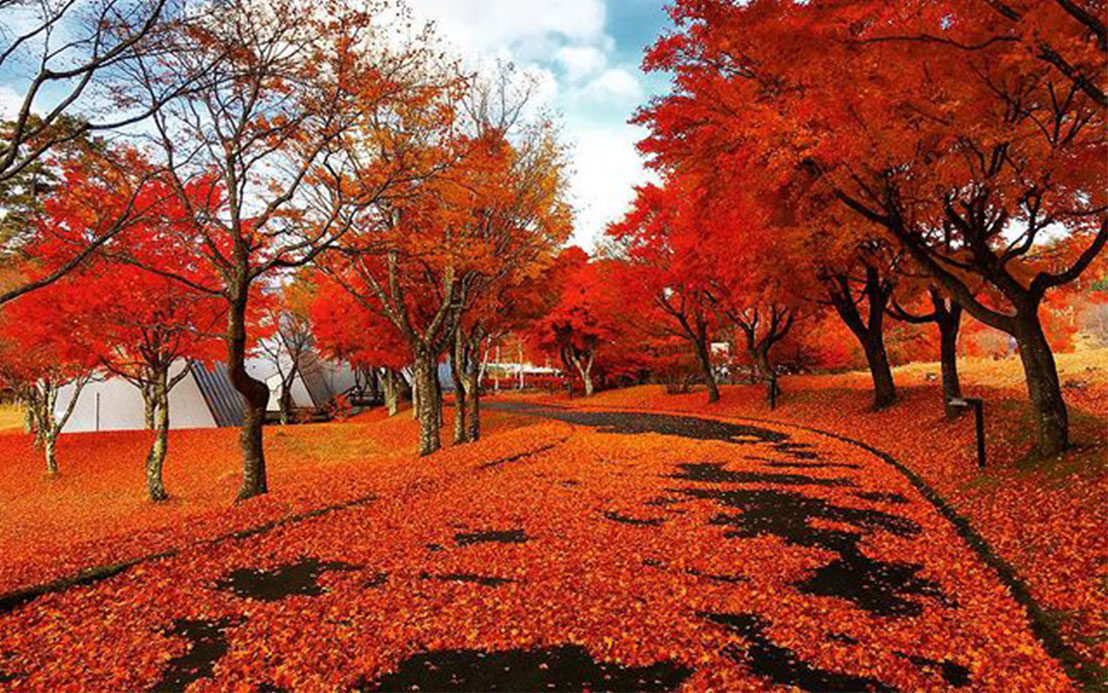 今週のピックアップ（2021.11.15～）