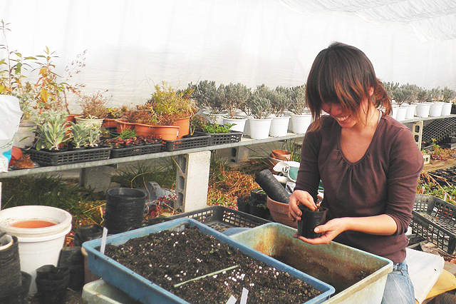 ハーブの苗作り