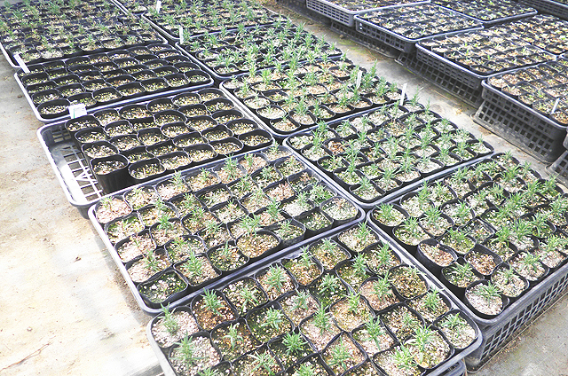 育苗されている苗