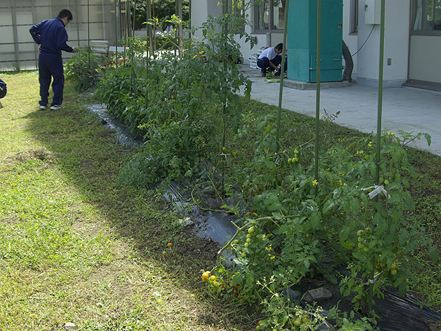 中学生とともに野菜の有機栽培